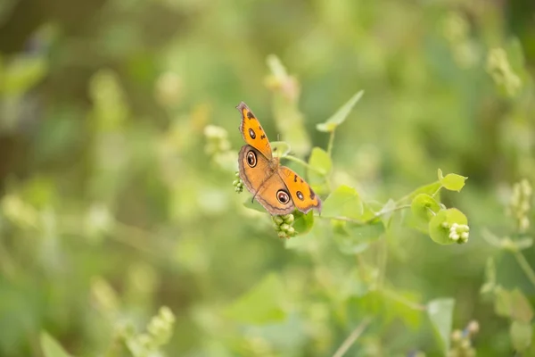 蝶と花 — ストック写真
