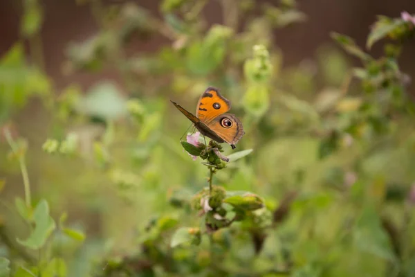 Flowers With Butterflies — Stock Photo, Image