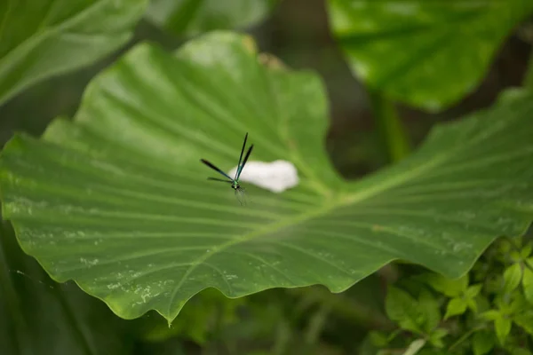 葉の上のトンボ — ストック写真