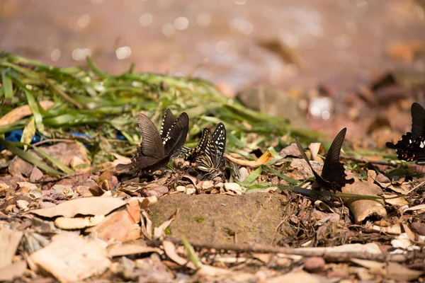 Flowers With Butterflies — Stock Photo, Image