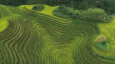 Longji pirinç terasları, guangxi Eyaleti, Çin