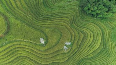 Longji pirinç terasları, guangxi Eyaleti, Çin