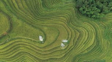 Longji pirinç terasları, guangxi Eyaleti, Çin