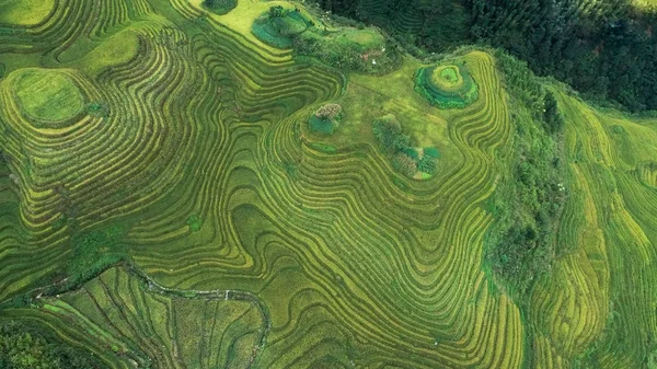 Terrazas de arroz Longji, provincia de Guangxi, China — Foto de Stock