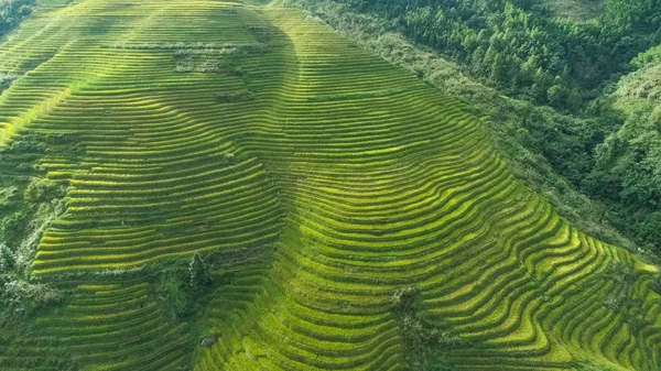 Detári rizs teraszok, Guangxi tartomány, Kína — Stock Fotó