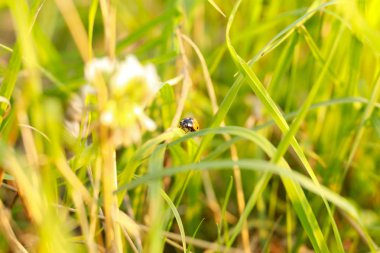 Uğur böceği üzerinde çim, bitki, uğur böceği, böcek, yaprak, gökyüzü