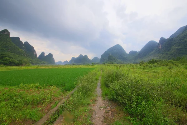 中国水稻种植 — 图库照片