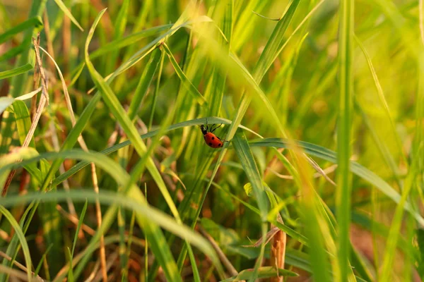 Coccinella Sull Erba Pianta Coccinella Maggiolino Foglia Cielo — Foto Stock