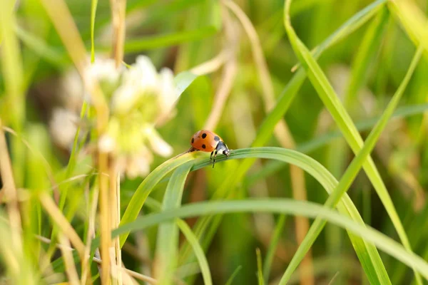 てんとう虫 カブトムシ 空の上のてんとう虫 — ストック写真