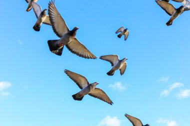 Birds flying in the sky clipart