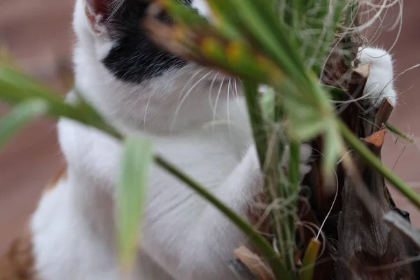 Katze beißt Rosen — Stockfoto