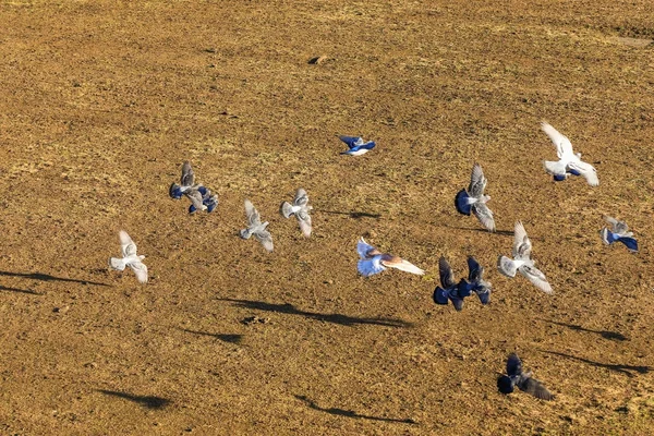 Fåglar som flyger i skyn — Stockfoto