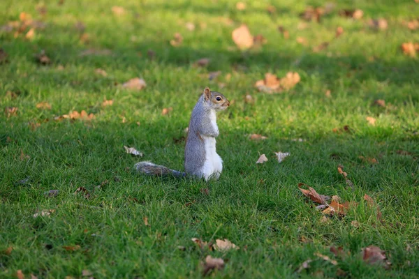 Squirrel on the grass — Stock Photo, Image