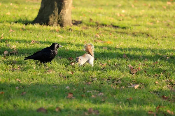 Écureuil sur l'herbe — Photo