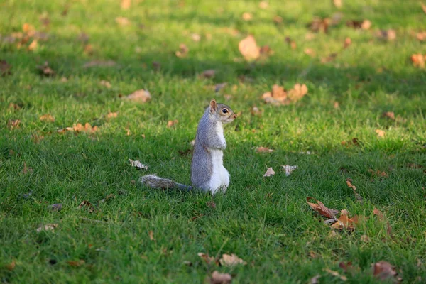 Squirrel on the grass — Stock Photo, Image