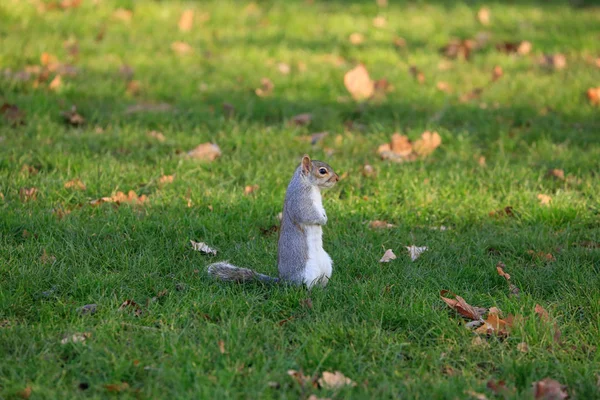 Eichhörnchen im Gras — Stockfoto