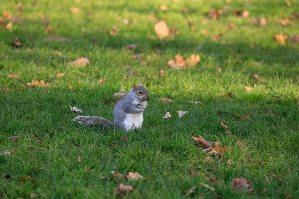 Squirrel on the grass — Stock Photo, Image