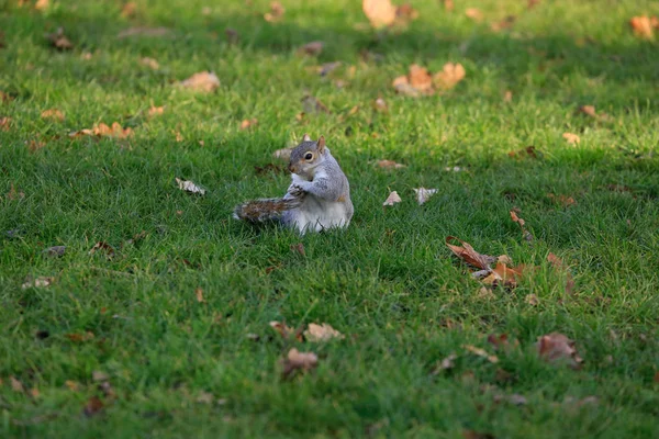 Wiewiórka na trawie — Zdjęcie stockowe