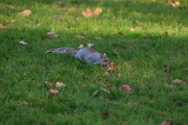 Écureuil sur l'herbe — Photo