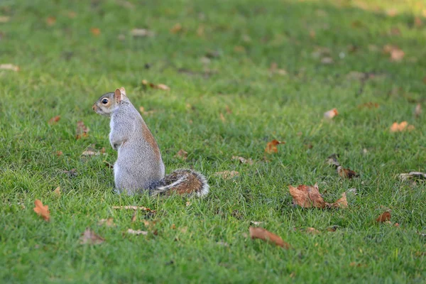 Squirrel on the grass — Stock Photo, Image