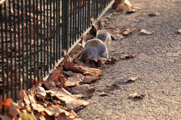 Squirrel on the grass — Stock Photo, Image