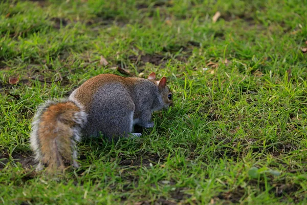 Esquilo na grama — Fotografia de Stock