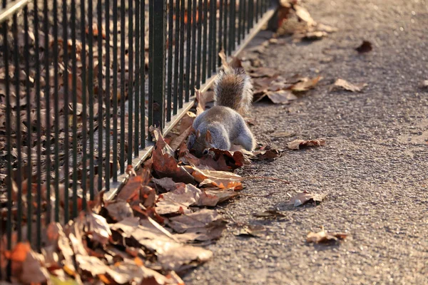 Wiewiórka na trawie — Zdjęcie stockowe