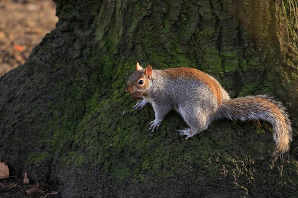 Écureuil sur l'herbe — Photo