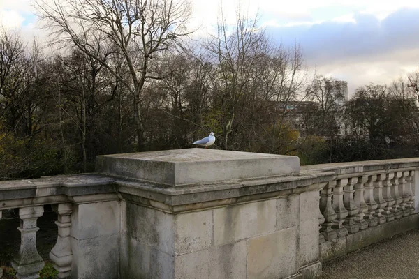 Vogels zithoek op een hek bij de rivier — Stockfoto