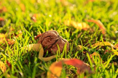Ceviz hasat çimenlerin üzerinde