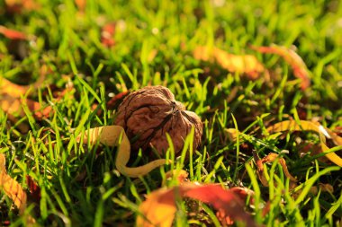 Ceviz hasat çimenlerin üzerinde