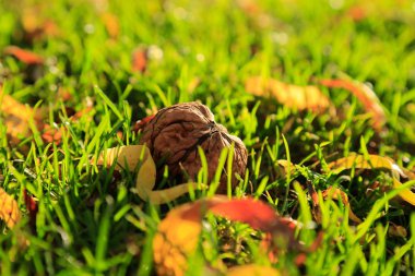 Ceviz hasat çimenlerin üzerinde