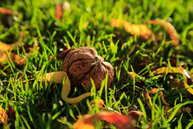 Ceviz hasat çimenlerin üzerinde
