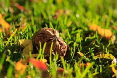Ceviz hasat çimenlerin üzerinde