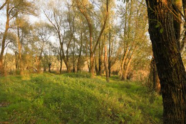 bir ormandaki aracılığıyla parlayan güneş