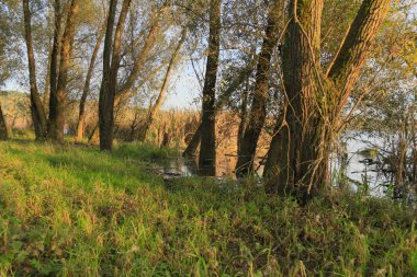 bir ormandaki aracılığıyla parlayan güneş