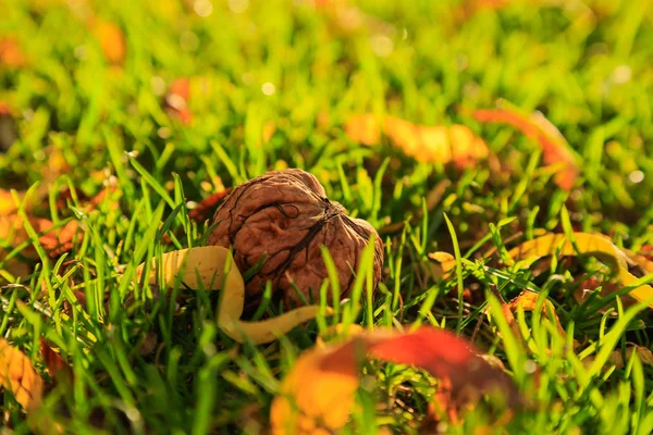 Ceviz hasat çimenlerin üzerinde
