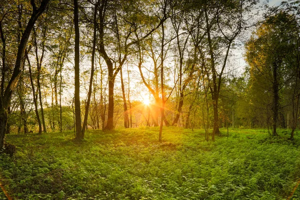 bir ormandaki aracılığıyla parlayan güneş