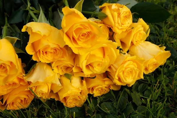 Rose in the grass closeup — Stock Photo, Image