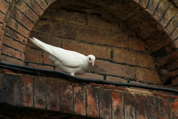 Oval window with pigeon
