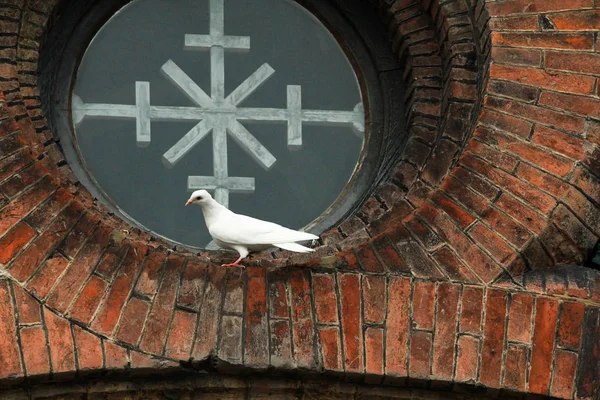 Oval window with pigeon