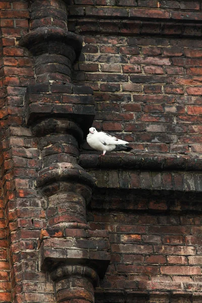 Oval window with pigeon