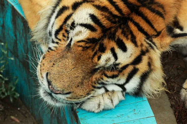 Сибирский тигр отдыхает — стоковое фото