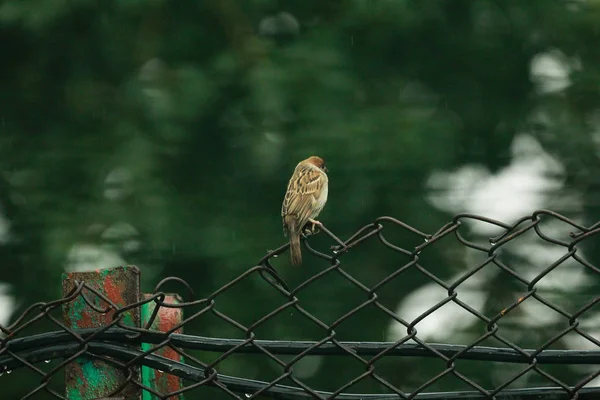 Kobiece Wróbel Passer domesticus wznosi się na kolczastym wir — Zdjęcie stockowe