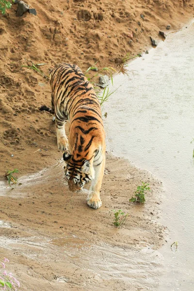 Siberian tiger walking along a path trail in the forest — Stock Photo, Image