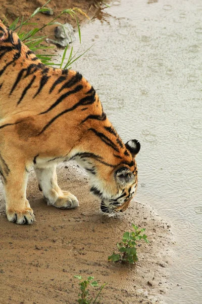 Tigre siberiano caminando por un sendero en el bosque — Foto de Stock