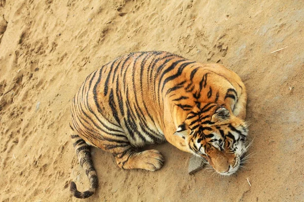Tigre siberiano tem um resto — Fotografia de Stock