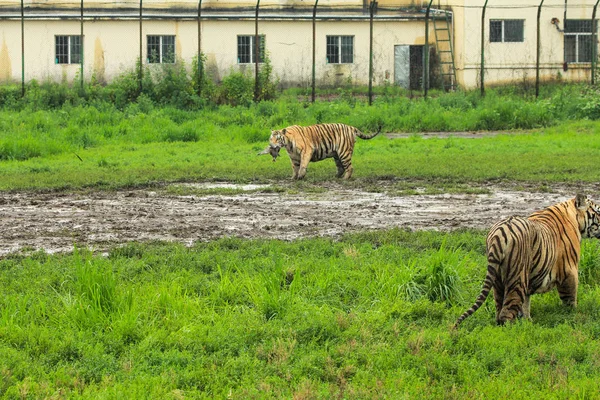 Tigre siberiano caminando por un sendero en el bosque — Foto de Stock