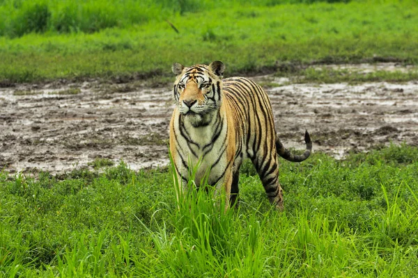 Сибирский тигр идет по тропинке в лесу — стоковое фото