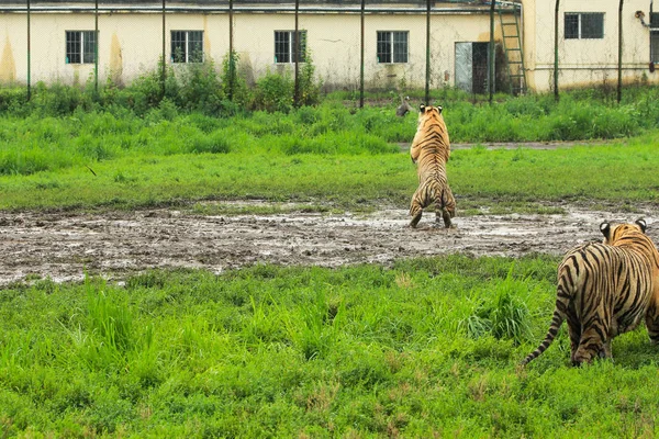 Tigre siberiano caminando por un sendero en el bosque — Foto de Stock